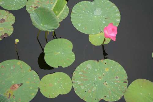 Lotus Fresh Flower Pond Blooming Natural