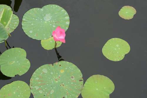 Lotus Fresh Flower Pond Nature