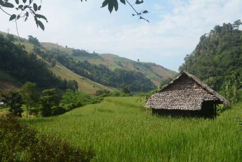 Hut Field Nature Rice Landscape