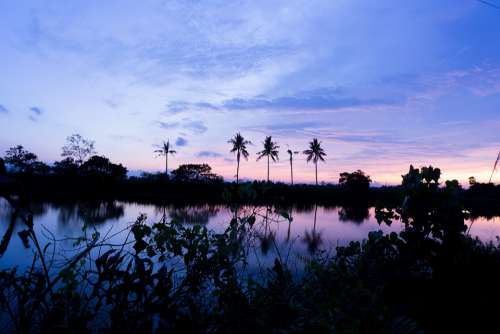 Sunset Lake Coconut Tree