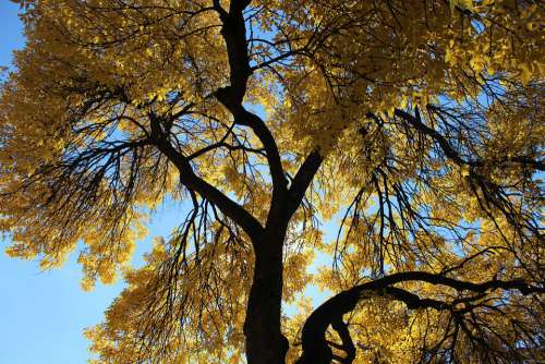 Tree Fall Autumn Nature Leaves Yellow