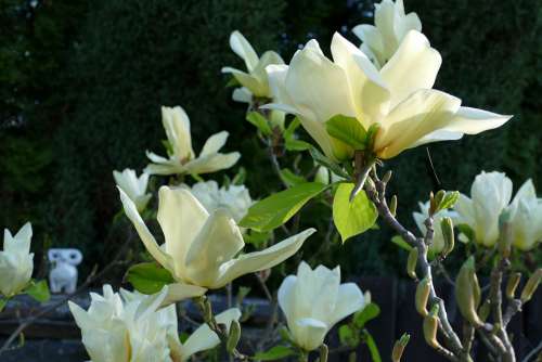 Magnolia White Magnolia Flowers