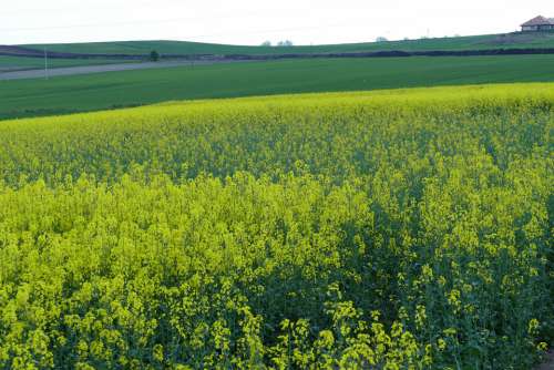 Field Rapeseed Agriculture Village Landscape