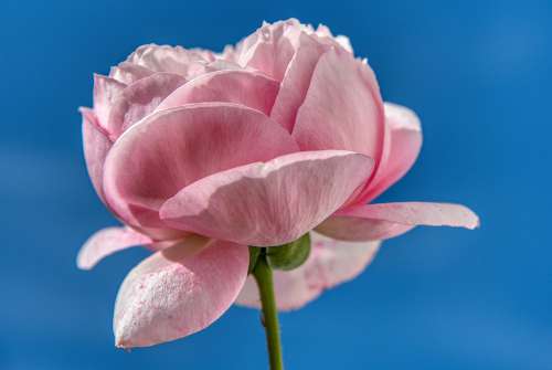 Rose Flower Blossoms Pink Tender Sky Sunny