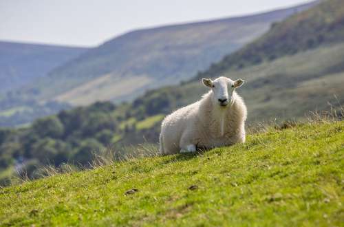 Sheep Summer Landscape Nature Meadow Grass Green