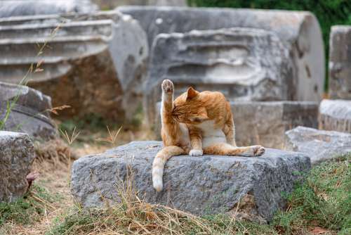 Cat Wash Yoga Temple Ruin Greece