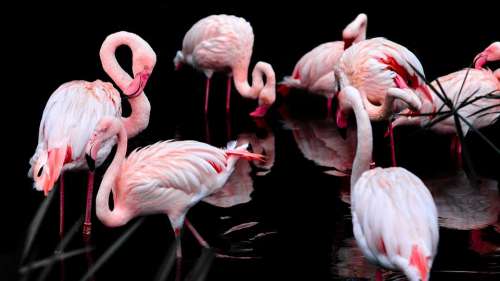 Pink Flamingo Bird Pen Fauna