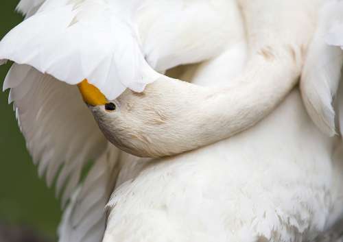 Swan Bird Zoo Nature White Pen Plumage