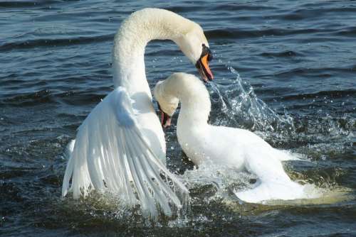 Swan Combat Nature Animals Birds