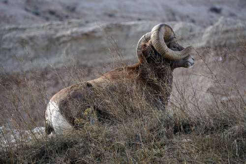 Badlands South Dakota Ram Bighorn Sheep