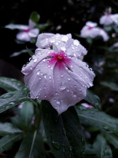 Flor Lluvia Flower Nature Plant Rain Spring