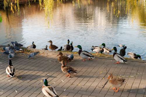 Landscape Lake Plants Vegetation Birds Ducks