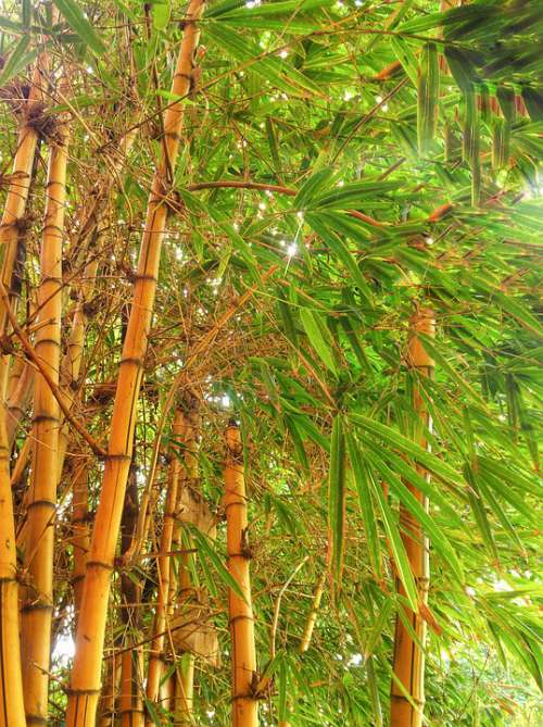 Nature Green Yellow Bamboo Bangladesh