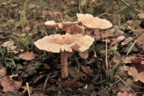 Mushrooms Plants Fall Season Wood Forests Leaves