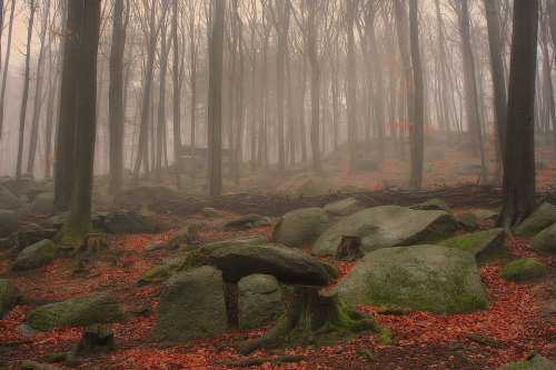 Nature Forest Fog Trees Leaves Rock Wood Autumn