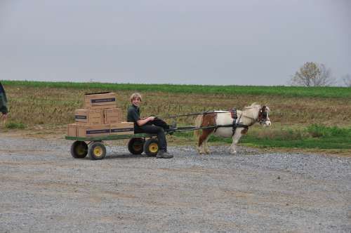 Amish Boy Cart Pony Animal