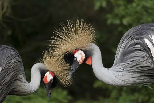 Crane Set Couple Bird Torque Fauna Nature Love