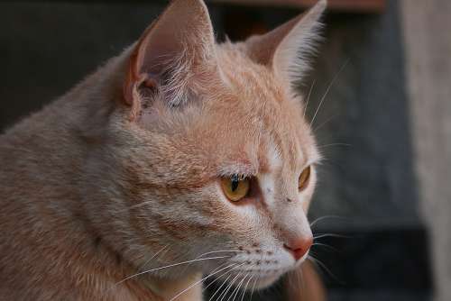 Cat Animal Kitten Pet Portrait Eyes Feline