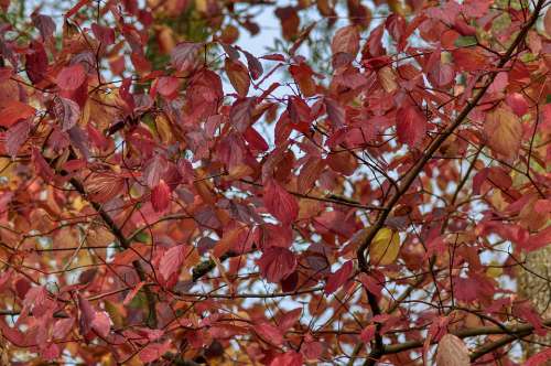 Autumn Tree Leaves Red Nature Season