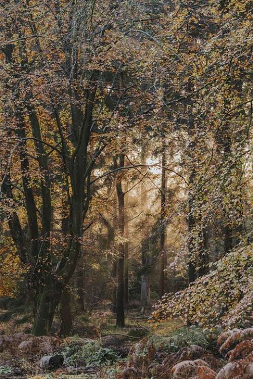 Forest Light Fog Landscape Path Mood Mystical