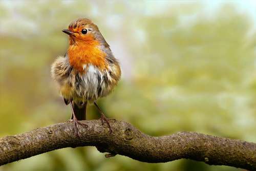 Animal Bird Songbird Robin Erithacus Rubecula