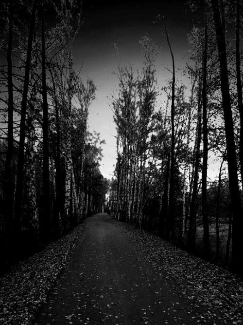 Tree Alley Spacer Twilight Birch Night Dangerous