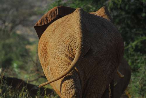 Wild Elephant Africa Wildlife Nature Wilderness