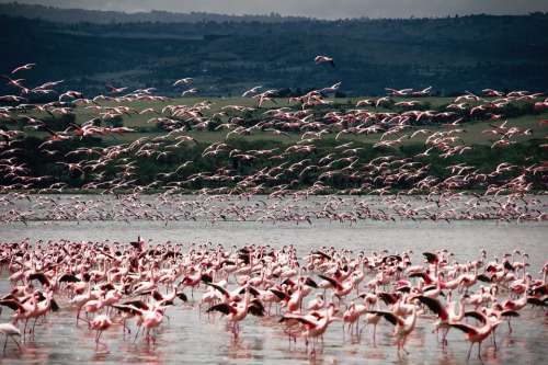 Bird Flamingo Animal Nature Africa Safari Lacquer