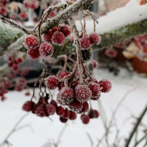 Berries Winter Frozen Red Christmas Snow Ice