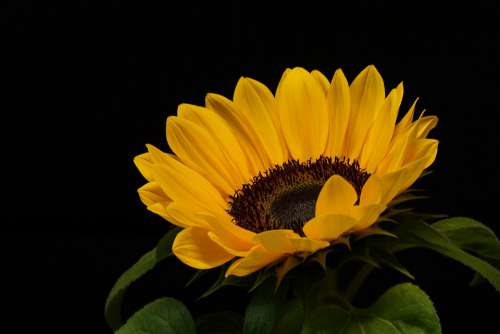 Flower Nature Blossom Plant Sunflower