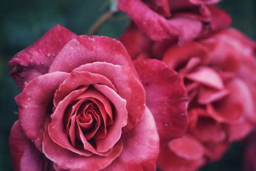 Macro Flower Rose Throat Nice Blooming Red