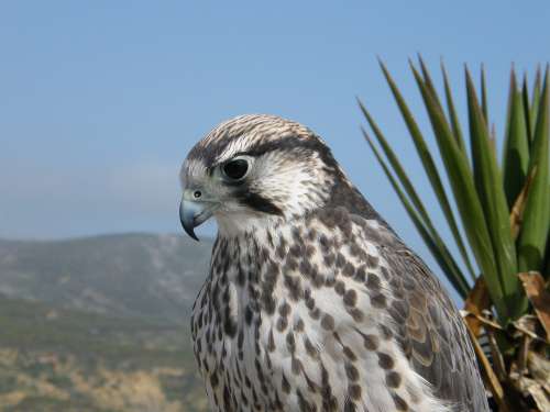 Falcon Raptor Falconry Plumage Wing Bird
