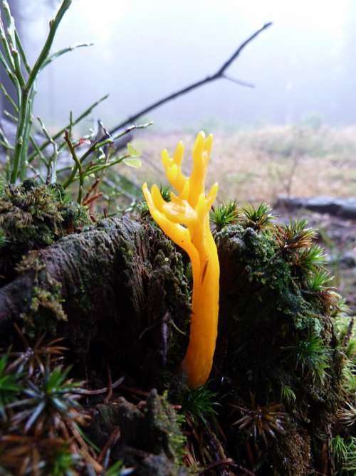 Goatee Mushroom Orange Yellow Moss Forest Floor
