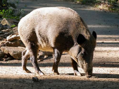 Animal World Boar Forest Bristles Wild Boar Snout