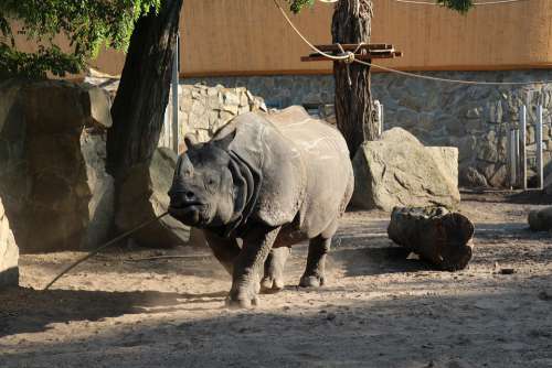 Rhino Zoo Wrocław Wild Africa Safari Feb