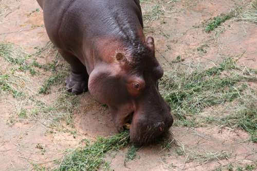 Hippo Zoo Wrocław Feb Herbivores Savanna Africa