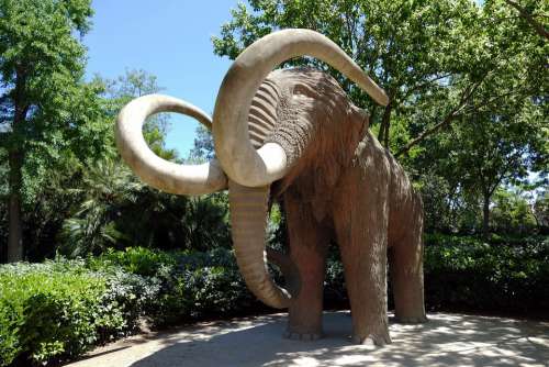 Mammoth Animal Prehistoric Extinct Paleontology