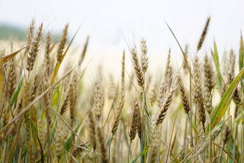 Wheat Wheat Field Cornfield Summer Cereals Spike