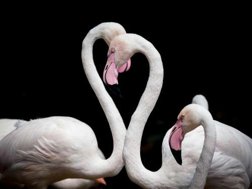 Flamingo Bird Love Animal Pink Animal World