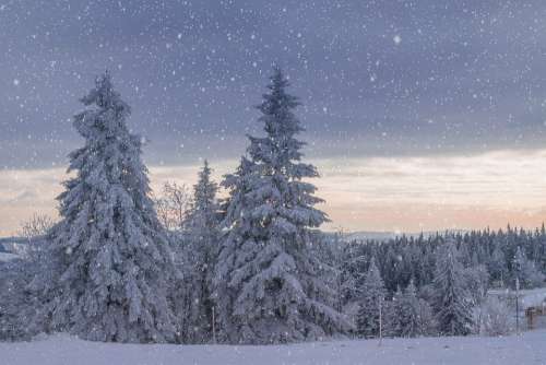 Wintry Dawn Secret Light Trees Frost Snow Frozen