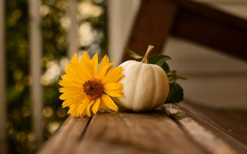 Thanksgiving Pumpkin Fall Autumn Nature Background