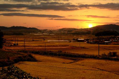 Rural Landscape Rice Paddies Sunset Glow Nature