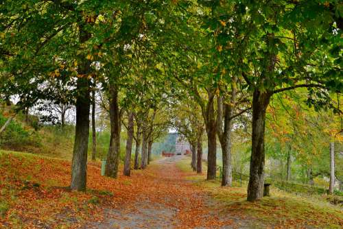 Avenue Trees Fall Colors Autumn Leaves Scenic