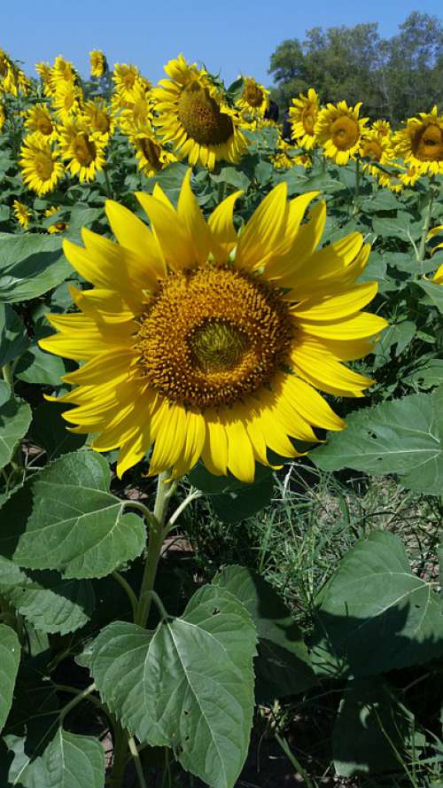 Flower Yellow Flowers Sunflower