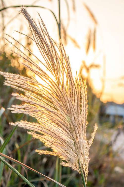 Sky West Grass Field Mead Spring Nature Thailand