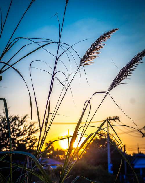 Sky West Grass Field Mead Spring Nature Thailand