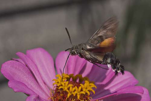 Zinnia Bee Sphinx Flower Garden