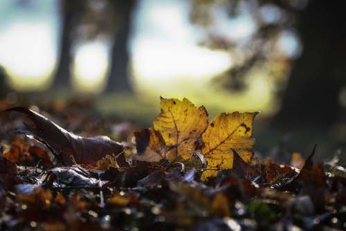 Leaves Autumn Nature