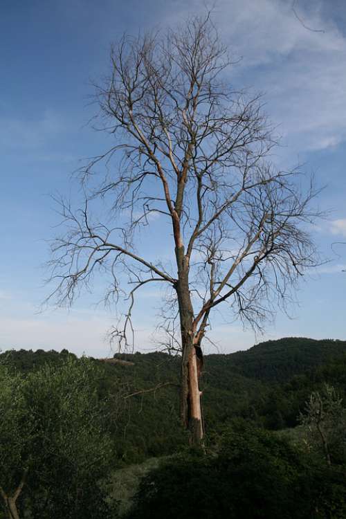 Tree Branches Bark