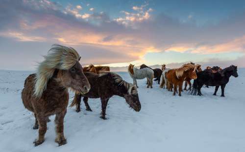 Iceland Horses Winter Frosty Winidg Snow